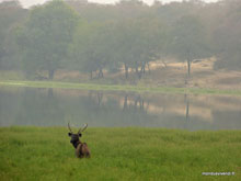 Ranthambore - Inde